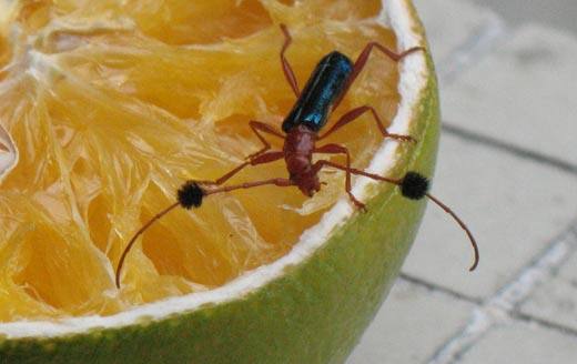 bicho-da-varanda bicho-da-varanda